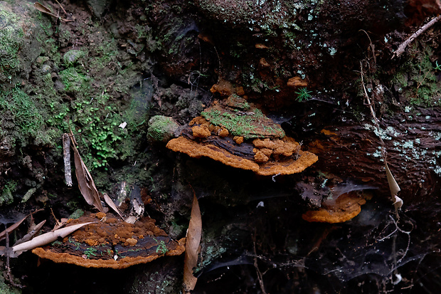 ohňovec Fuscoporia wahlbergii (Fr.) T. Wagner & M. Fisch.