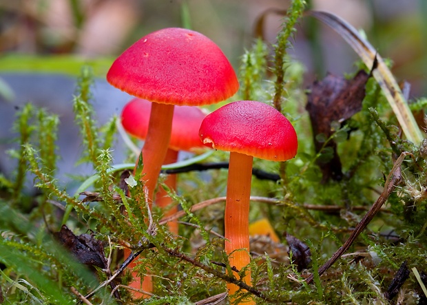 lúčnica šarlátová Hygrocybe coccinea (Schaeff.) P. Kumm.