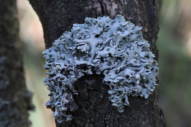 diskovka rúrkovitá Hypogymnia tubulosa (Schaer.) Hav.