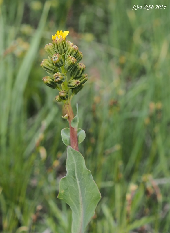 jazyčník Ligularia alpigena Pojark.