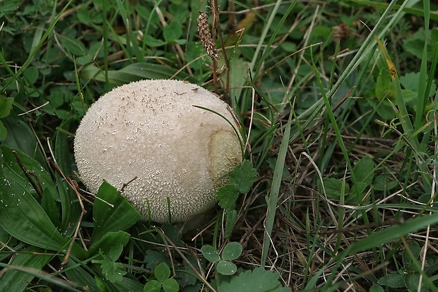 rozpadavec dlabaný Lycoperdon utriforme Bull.