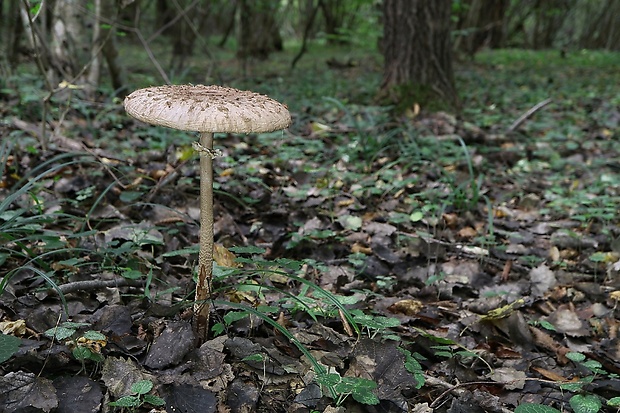 bedľa vysoká Macrolepiota procera (Scop.) Singer