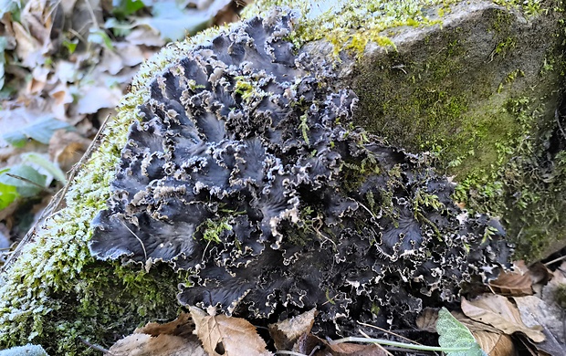 štítnatec Peltigera sp.