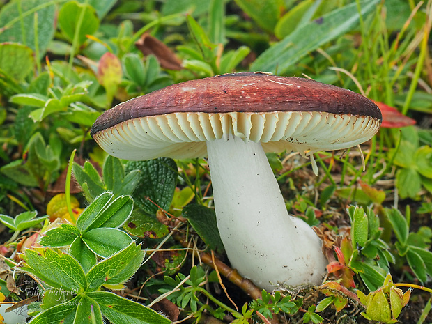 plávka nórska Russula laccata Huijsman