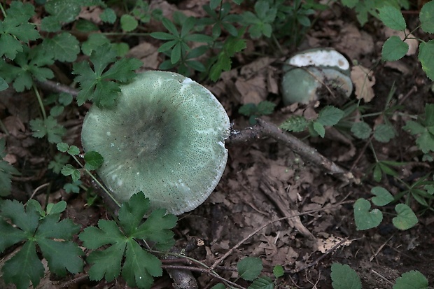 plávka zelenkastá Russula virescens (Schaeff.) Fr.