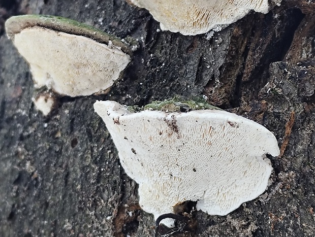 trúdnikovec hrbatý? Trametes gibbosa (Pers.) Fr.