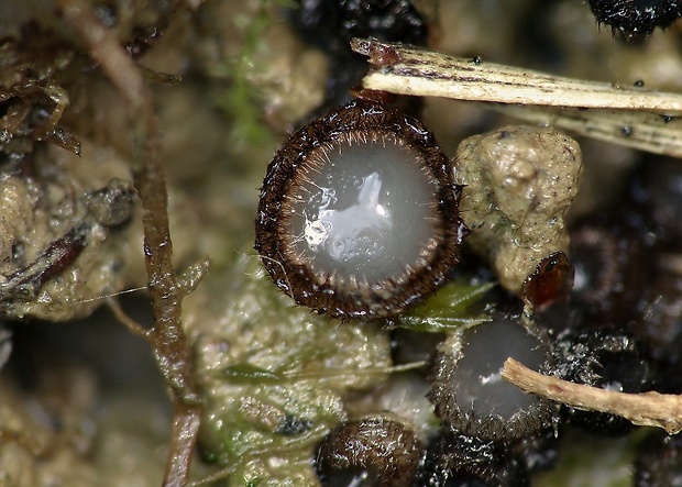 trichoféa Trichophaea sp.