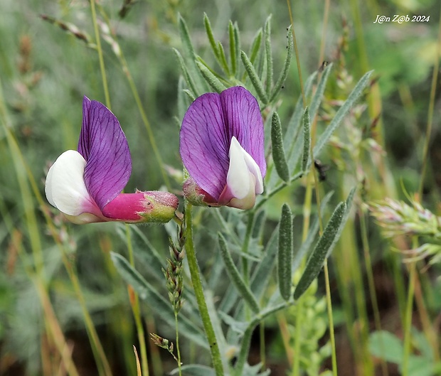 vika Vicia subvillosa (Ledeb.) Boiss.