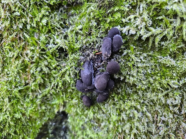 drevnatec Xylaria sp.