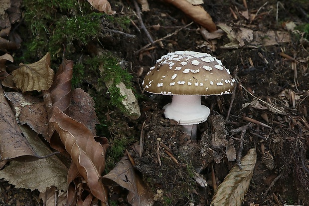 muchotrávka tigrovaná Amanita pantherina (DC.) Krombh.