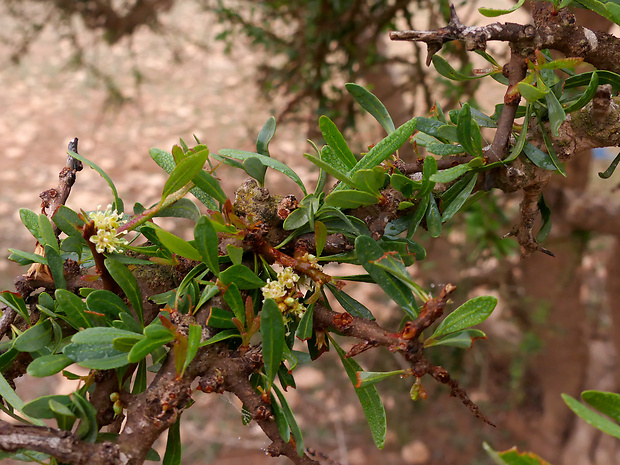 Argania spinosa (L.) Skeels