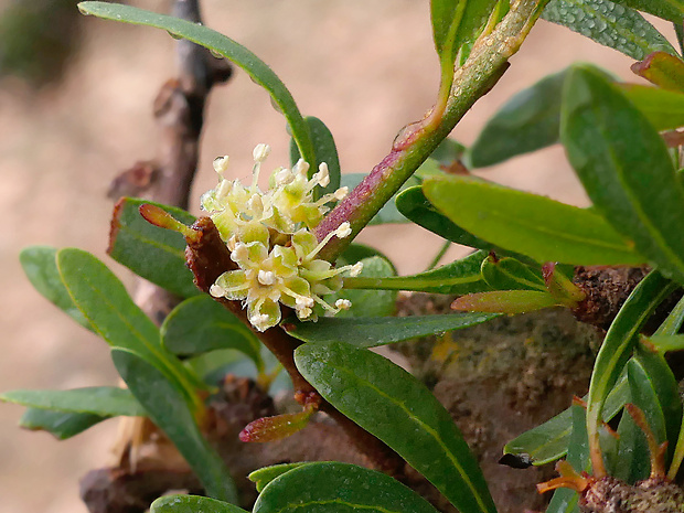 Argania spinosa (L.) Skeels