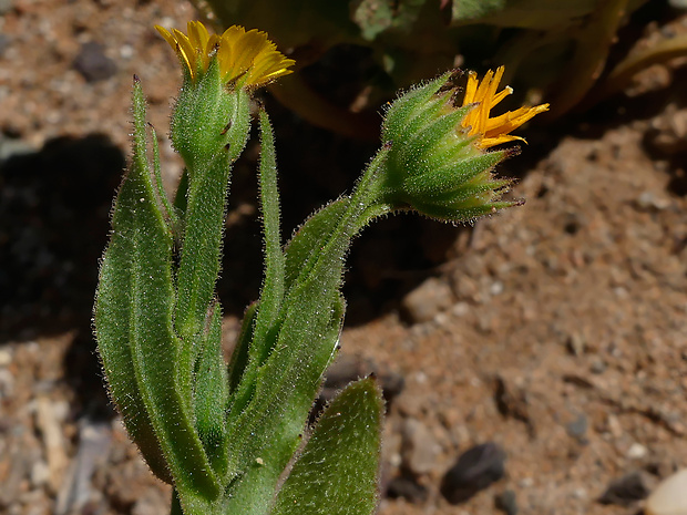 Calendula tripterocarpa Rupr.