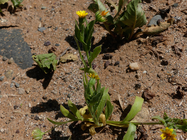 Calendula tripterocarpa Rupr.