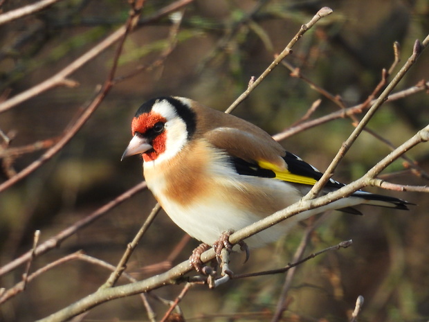 stehlík pestrý Carduelis carduelis