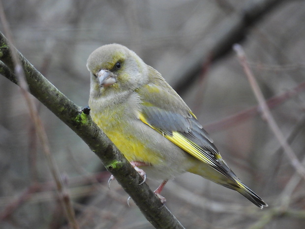 stehlík zelený Carduelis chloris