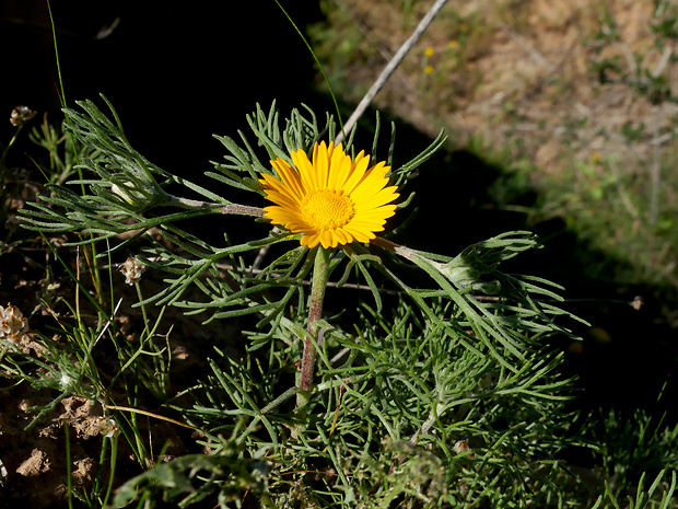 Cladanthus arabicus (L.) Cass.