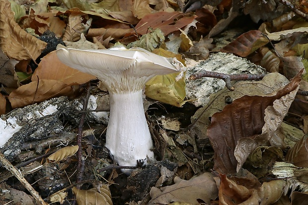 strmuľka inovaťová Clitocybe nebularis (Batsch) P. Kumm.