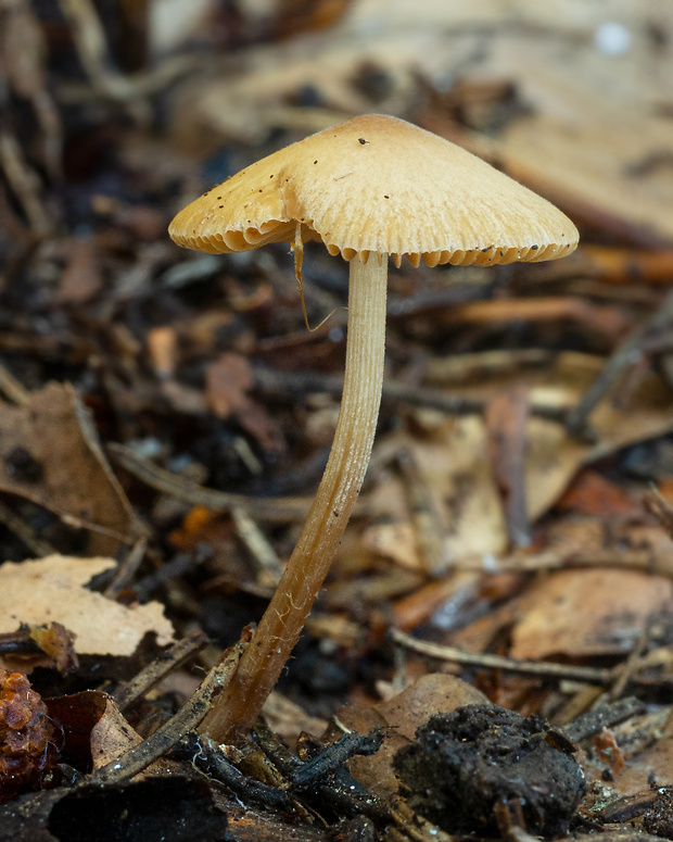 kapucňovec útly Conocybe tenera