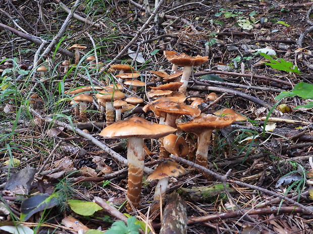 pavučinovec Cortinarius sp.