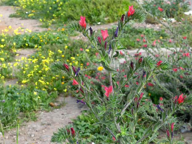 hadinec Echium horridum Batt.