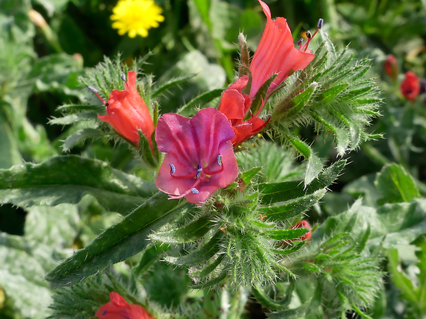 hadinec Echium horridum Batt.