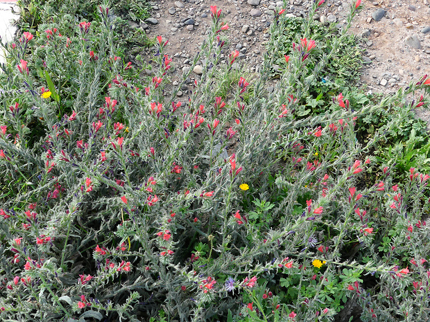 hadinec Echium horridum Batt.