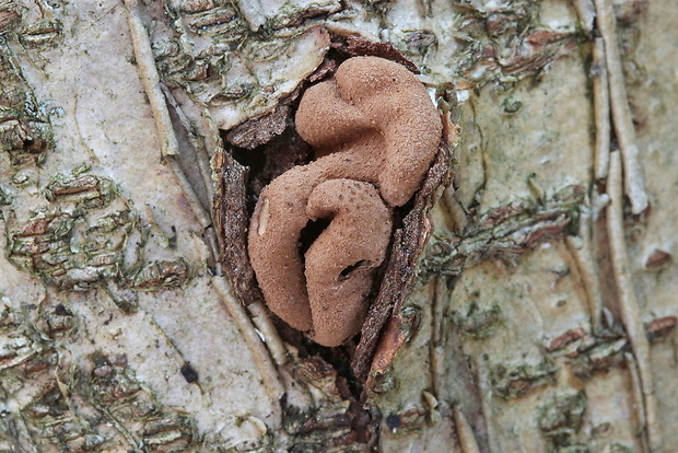 dutinovka otrubnatá Encoelia furfuracea (Roth) P. Karst.