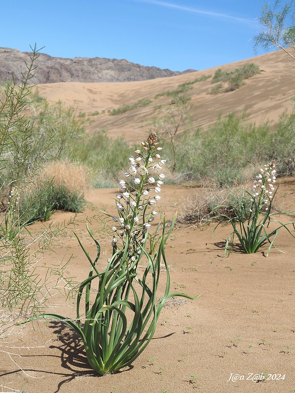 asfodel Eremurus anisopterus (Kar. & Kir.) Regel