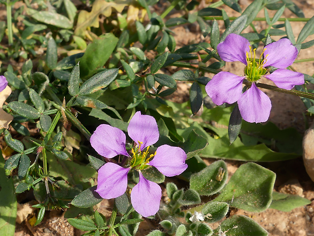 Fagonia cretica L.