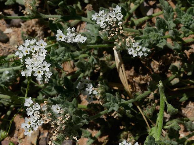 Heliotropium crispum Rupr.