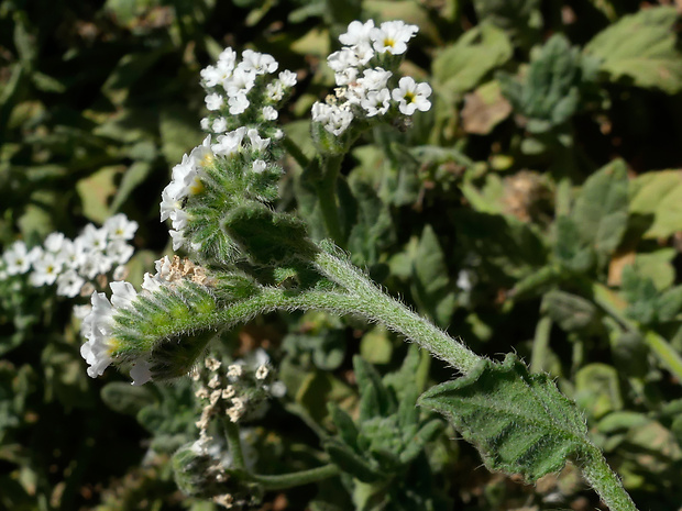 Heliotropium crispum Rupr.