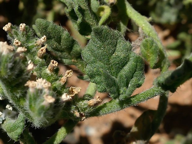 Heliotropium crispum Rupr.