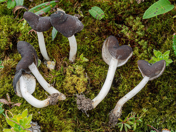 Helvella capucina Quél.