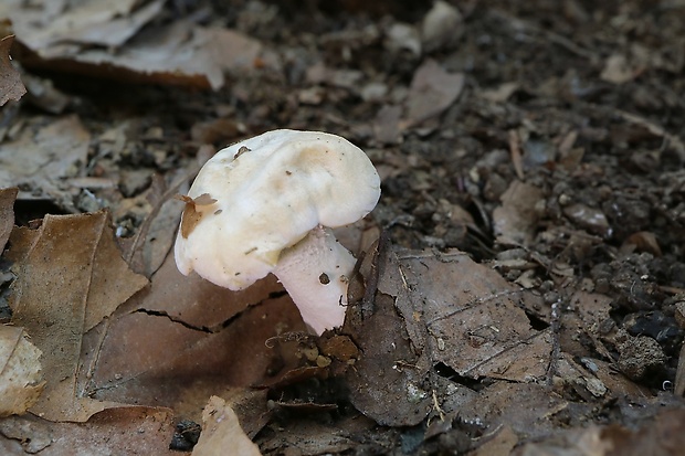 jelenka poprehýbaná Hydnum repandum L.