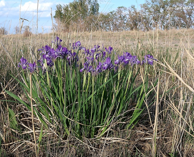 kosatec Iris tenuifolia Pall.