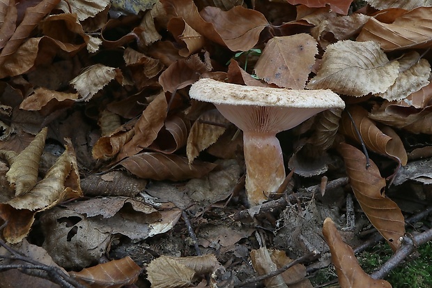 rýdzik kravský Lactarius torminosus (Schaeff.) Gray