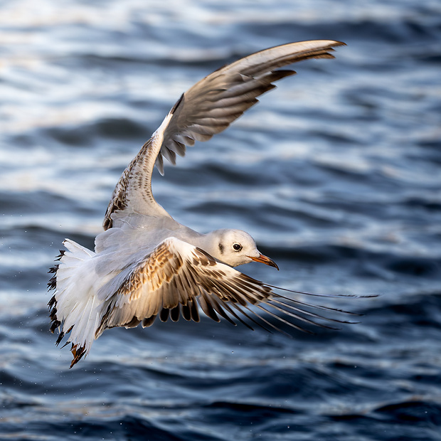 čajka smejivá Larus ridibundus L.