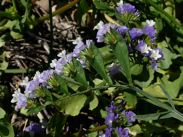 limonka Limonium lobatum (L. f.) Chaz.