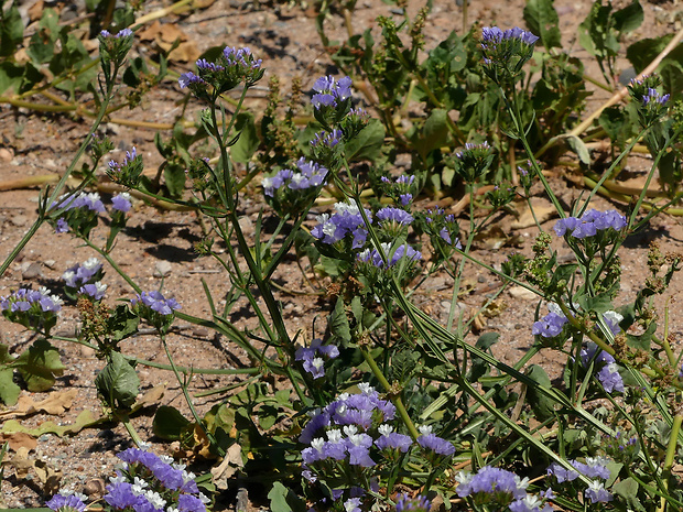 limonka Limonium lobatum (L. f.) Chaz.