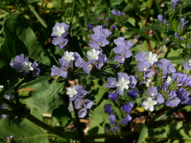 limonka Limonium lobatum (L. f.) Chaz.