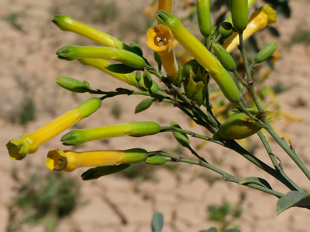 tabak Nicotiana glauca Graham