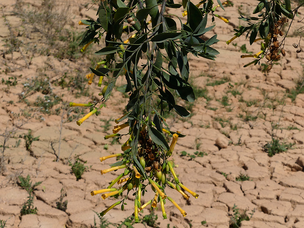 tabak Nicotiana glauca Graham