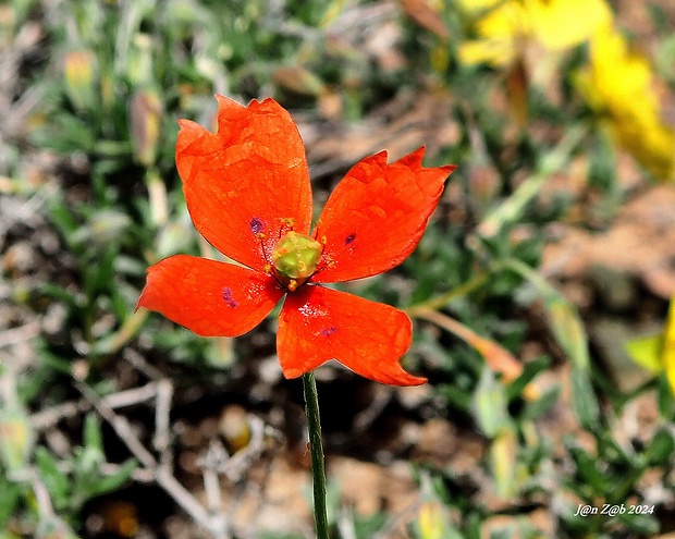 mak Papaver laevigatum M. Bieb.