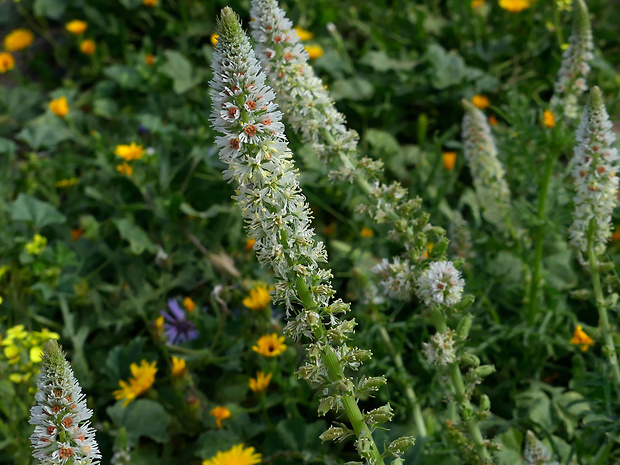 reseda biela Reseda alba L.