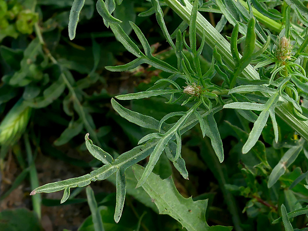 reseda biela Reseda alba L.