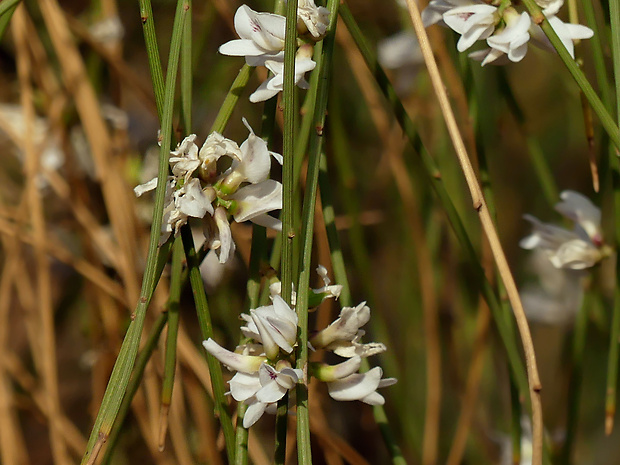 retama Retama monosperma (L.) Boiss.