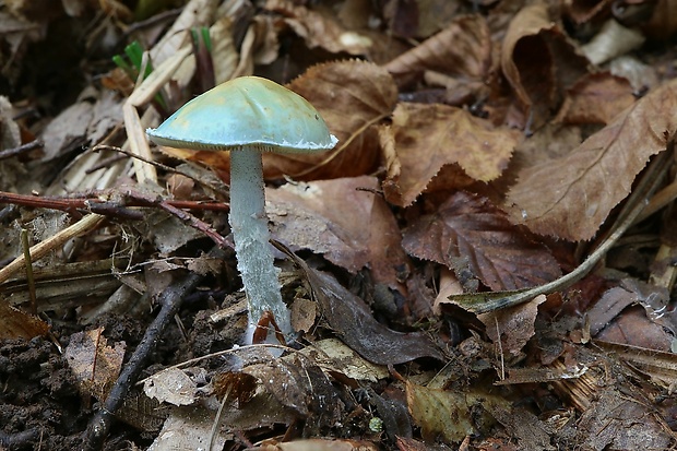 golierovka zelenomodrá Stropharia caerulea Kreisel