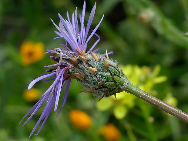 Volutaria lippii (L.) Cass.