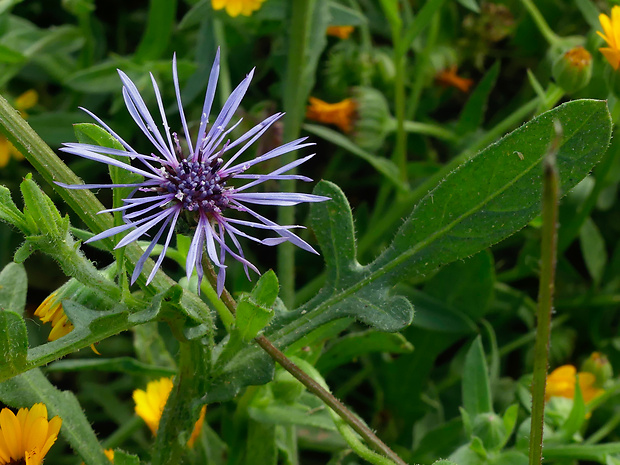 Volutaria lippii (L.) Cass.